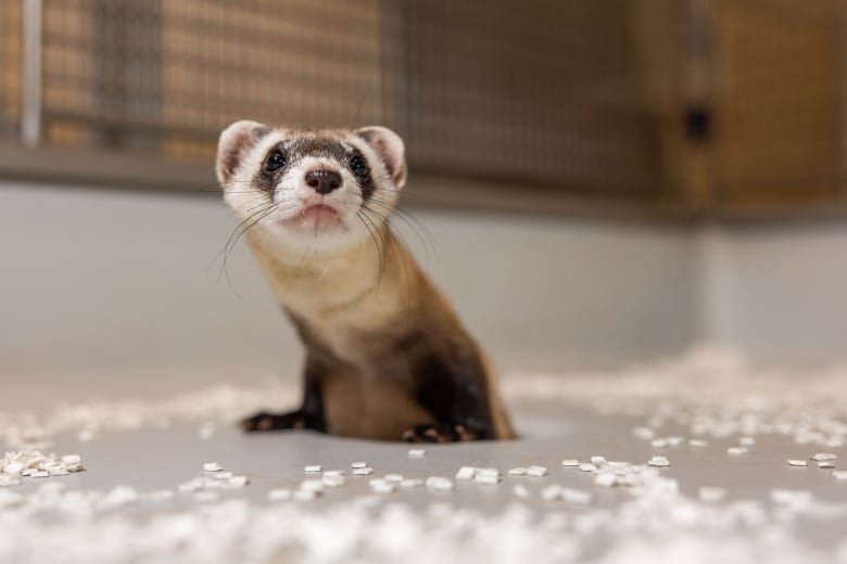 A ferret with brownish white fur, black feet and black patches over its eyes peeks out of a hole in the floor.