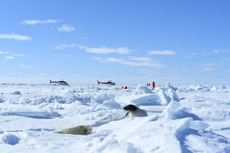 Helicopters on the ice just feet away from some baby harp seals.