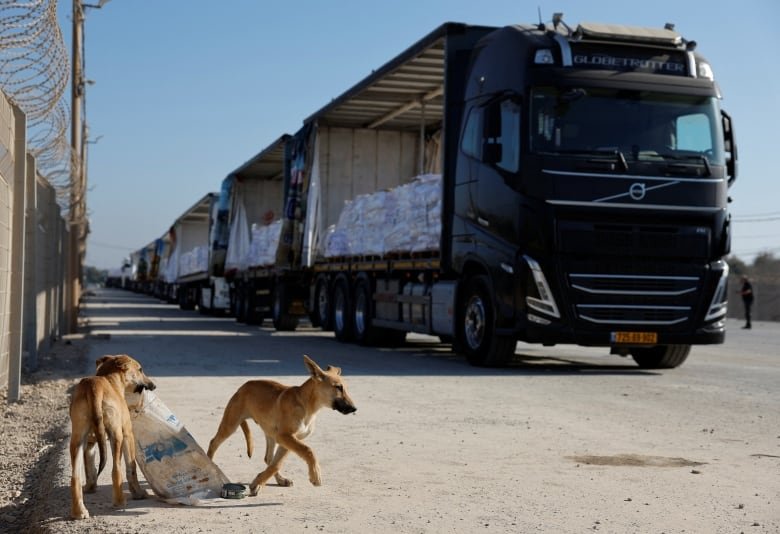 A convoy of trucks filled with white bags drives on a dirt road. Two dogs are in the foreground.