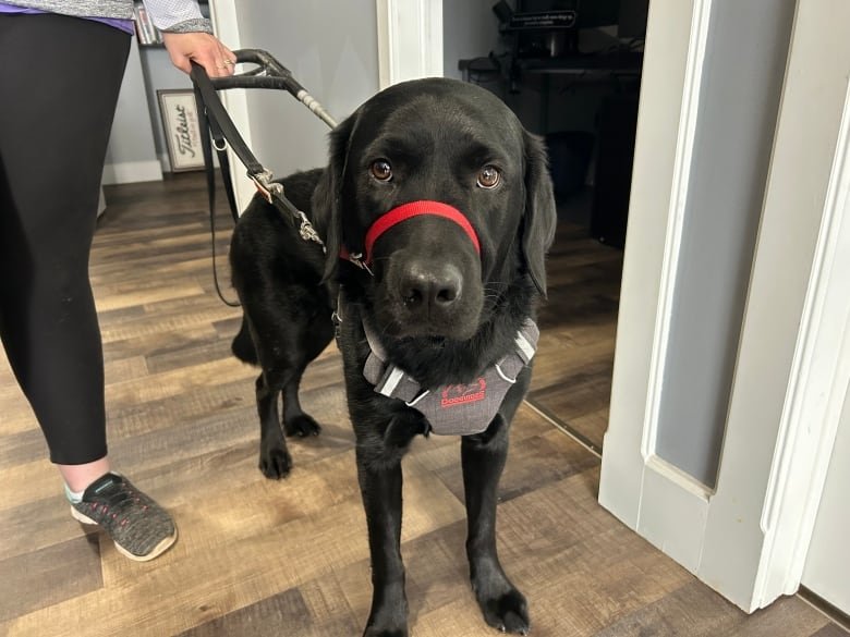 A black labrador/golden retriever mix wearing a harness