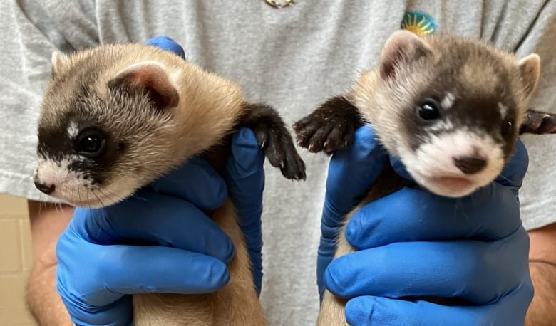 A man wearing blue gloves and pictured from the neck-down holds a baby ferret in each hand. The critters are about twice the length of the man's palms, and have brownish white fur with black feet and black patches over their eyes.