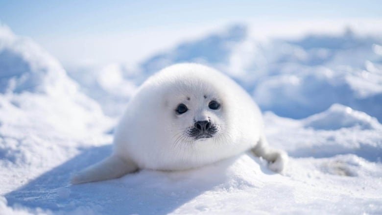 A baby harp seal on the ice.