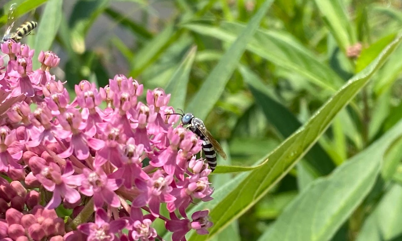 Striped wasp on a pink flower