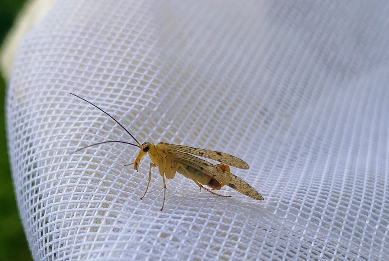 Fly with long nose on netting